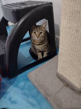 Rescue Domestic Short Hair and Tabby Cats for Adoption in Prescott, Arizona - Tawny | PetCurious