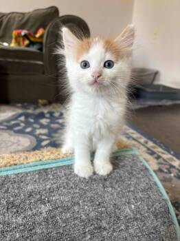 Dawsyn -  Domestic Short Hair Cat for Adoption in Buford, Georgia - Dawsyn | PetCurious