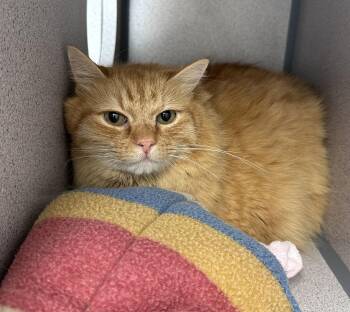 Domestic Medium Hair Cats Available for Adoption in Gardnerville, Nevada - Blaze | PetCurious