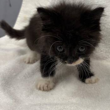 Enoki* -  Domestic Long Hair Cat for Adoption in San Gabriel, California - Enoki* | PetCurious