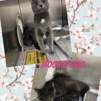 Domestic Short Hair Cats Available for Adoption in Wheeling, Illinois - Moon | PetCurious