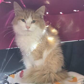 Floofy -  Domestic Long Hair Cat for Adoption in Fort Wayne, Indiana - Floofy | PetCurious