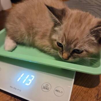 Rigatoni -  Siamese and Domestic Short Hair Cat for Adoption in Tustin, California - Rigatoni | PetCurious