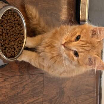 Poppy -  Domestic Medium Hair Cat for Adoption in Denver, Colorado - Poppy | PetCurious