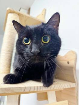 Domestic Short Hair Cats Available for Adoption in Effingham, Illinois - Suede | PetCurious