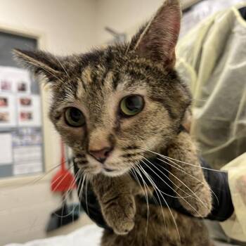 Beyonce -  Domestic Short Hair Cat for Adoption in Murray, Utah - Beyonce | PetCurious