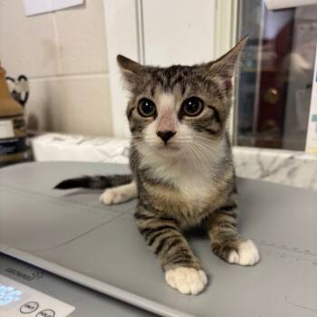 Rescue Domestic Short Hair Cats for Adoption in Ruckersville, Virginia - Shiitake | PetCurious