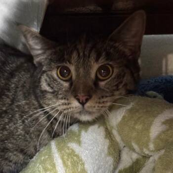BAILEY -  Domestic Short Hair Cat for Adoption in Richmond, California - BAILEY | PetCurious