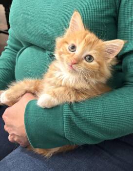 Domestic Long Hair Cats Available for Adoption - Chop Chop | PetCurious