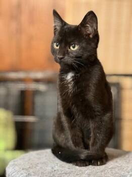 Dallas -  Domestic Short Hair Cat for Adoption in St. Peters, Missouri - Dallas | PetCurious