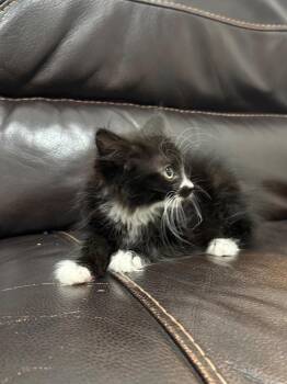 Coal -  Domestic Short Hair Cat for Adoption in Newberg, Oregon - Coal | PetCurious