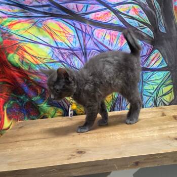 Duckie Man -  Domestic Short Hair Cat for Adoption in Normal, Illinois - Duckie Man | PetCurious