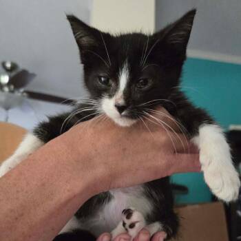 Biscuits -  Domestic Short Hair Cat for Adoption in Dekalb, Illinois - Biscuits | PetCurious
