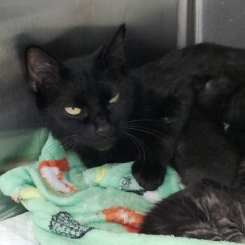 Dana -  Domestic Short Hair Cat for Adoption in Clearwater, Florida - Dana | PetCurious