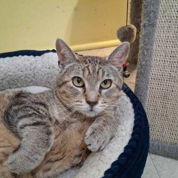 Terry -  Domestic Short Hair Cat for Adoption in Vine Grove, Kentucky - Terry | PetCurious