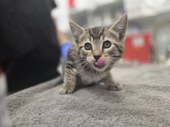 BLOOM -  Domestic Short Hair Cat for Adoption in Antioch, California - BLOOM | PetCurious