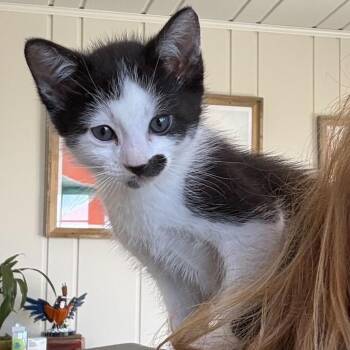 Domestic Short Hair Cats Available for Adoption in Escondido, California - Duke | PetCurious