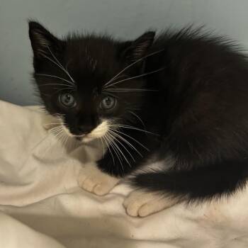 Hedwig -  Domestic Short Hair Cat for Adoption in Chattanooga, Tennessee - Hedwig | PetCurious