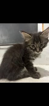 Latte -  Domestic Medium Hair and Tabby Cat for Adoption in Poplar Grove, Illinois - Latte | PetCurious
