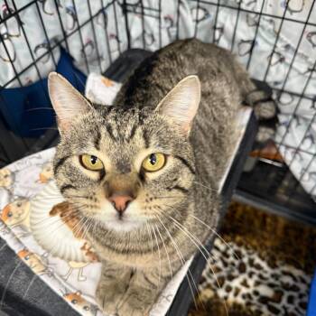 Domestic Short Hair Cats Available for Adoption - Frank | PetCurious