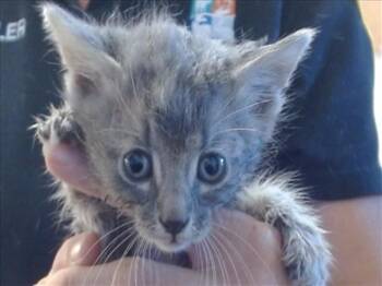 Rescue Domestic Short Hair Cats for Adoption in Sacramento, California - TAZ | PetCurious