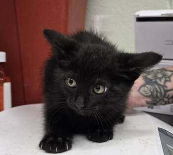 Storm -  Domestic Short Hair Cat for Adoption in Gainesville, Florida - Storm | PetCurious