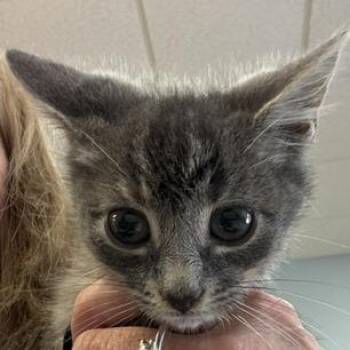 Suzie -  Domestic Short Hair Cat for Adoption in Greensboro, Georgia - Suzie | PetCurious