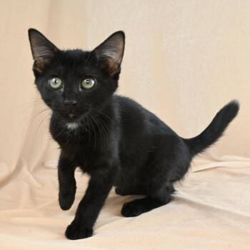 Einstein -  Domestic Short Hair Cat for Adoption in Mobile, Alabama - Einstein | PetCurious