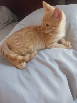 Steve McQueen (6430) -  Domestic Short Hair Cat for Adoption in Zephyrhills, Florida - Steve McQueen (6430) | PetCurious