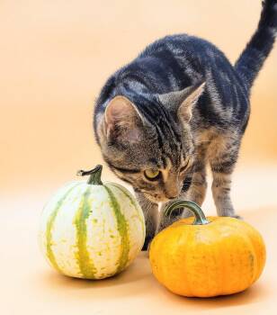 Rescue Domestic Short Hair Cats for Adoption in Springfield, Missouri - Althea | PetCurious