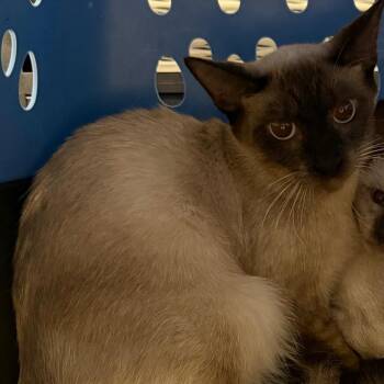 BRAZ-Stray-138761 -  Siamese Cat for Adoption in Lake Jackson, Texas - BRAZ-Stray-138761 | PetCurious
