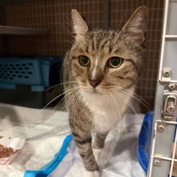 Luke 4 -  Domestic Short Hair Cat for Adoption - Luke 4 | PetCurious