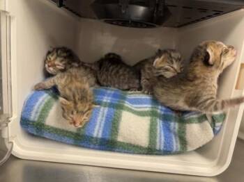 Raven -  Domestic Short Hair Cat for Adoption in Bellevue, Washington - Raven | PetCurious