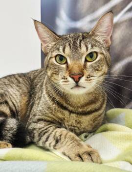American Shorthair Cats Available for Adoption - Sir Hiss | PetCurious
