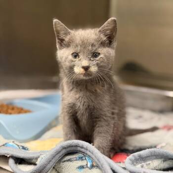 Mao Mao -  Domestic Short Hair Cat for Adoption in Fort Smith, Arkansas - Mao Mao | PetCurious