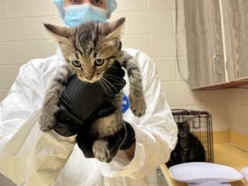 Rescue Domestic Short Hair Cats for Adoption in Colorado Springs, Colorado - ROWAN | PetCurious