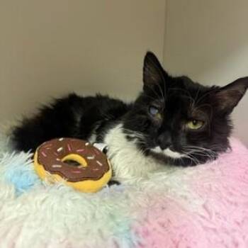 Donut -  Domestic Short Hair Cat for Adoption in Phoenixville, Pennsylvania - Donut | PetCurious