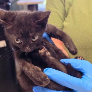 TRU-Stray-31708 -  Domestic Short Hair Cat for Adoption in Mt. Juliet, Tennessee - TRU-Stray-31708 | PetCurious