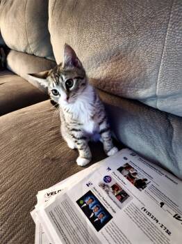 Rescue Domestic Short Hair Cats for Adoption in Brandon, Florida - Peyton (Bonded With Amelia) | PetCurious