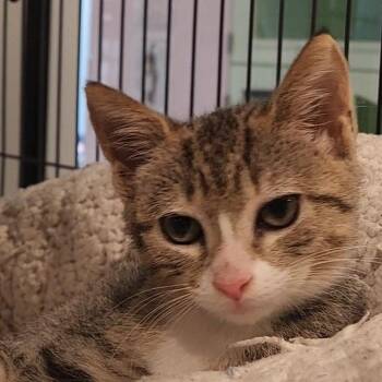 Sailor -  Domestic Short Hair Cat for Adoption in Charleston, South Carolina - Sailor | PetCurious