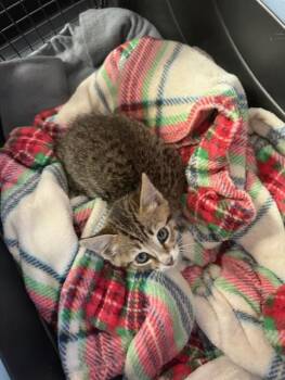 JUMANJI -  Domestic Short Hair Cat Available for Adoption in Fort Walton Beach, Florida - JUMANJI | PetCurious