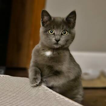 Domestic Short Hair Cats Available for Adoption - Dash | PetCurious