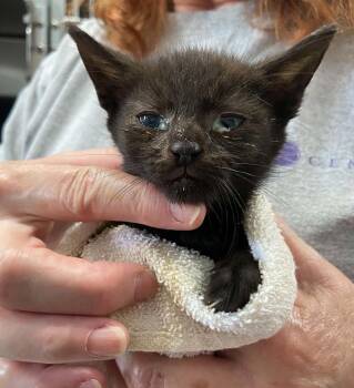 Shasta - At shelter -  Domestic Short Hair Cat for Adoption in Rustburg, Virginia - Shasta - At Shelter | PetCurious
