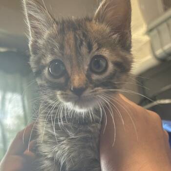 Bitty -  Domestic Short Hair Cat for Adoption in Eureka Springs, Arkansas - Bitty | PetCurious