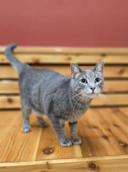 Rescue Domestic Short Hair Cats for Adoption in Woodstock, Illinois - Fish | PetCurious