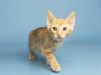 SUNNY -  Domestic Short Hair Cat Available for Adoption in Phoenix, Arizona - SUNNY | PetCurious