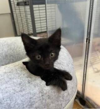 JINX -  Domestic Short Hair Cat for Adoption in Camarillo, California - JINX | PetCurious