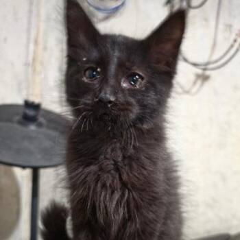 Mastema -  Domestic Medium Hair Cat for Adoption in Greenwood, Missouri - Mastema | PetCurious