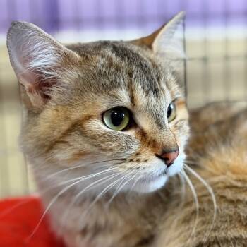 Rescue Domestic Medium Hair Cats for Adoption in Redwood Valley, California - Baby | PetCurious