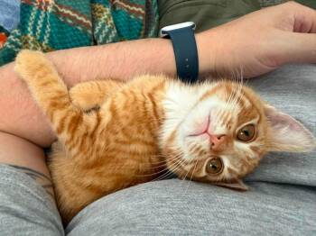 Roscoe -  American Shorthair Cat for Adoption in Enfield, Connecticut - Roscoe | PetCurious